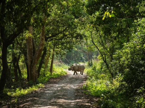 Kathmandu Pokhara and Chitwan Tour